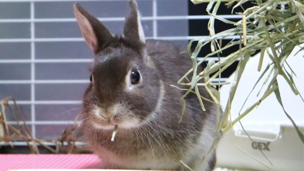 牧草を食べないネザーランドドワーフ